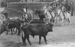 Triage de taureaux -
													30 Gard
												
