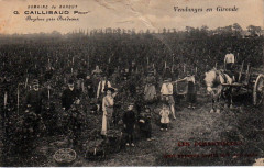 Beychac - vendanges 2