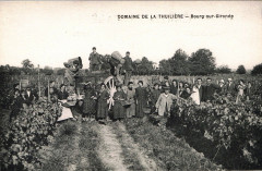 Bourg - Vendanges 2
