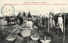 Bourg - Vendanges 4