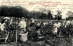 Bourg - Vendanges 5