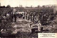 Fronsac - domaine la Layne 2 -
													33 Gironde
												