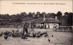 La Teste-de-Buch - parc avicole 1