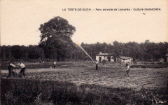 La Teste-de-Buch - parc avicole 2