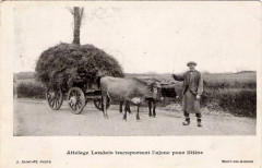 Landes - attelage landais