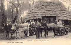 Landes - Attelages de mules - Lous cas b