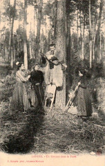Landes - Concert dans la forêt