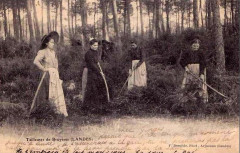 Landes - Taillage de la bruyère 1