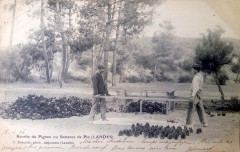 Landes - Forêt - Récolte du pignon de pin