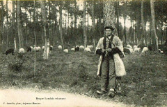 Landes - Berger tricotant 1