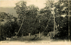 Sare Filets de palombière