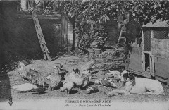 Ferme Bourbonnaise - La Basse-Cour de Chantecler -
													03 Allier
												