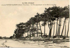 Taussat-les-bains - Les pins