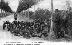 .Volailles de Gascogne Dindons -
													33 Gironde
												