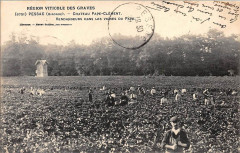Pessac - château Pape Clément 2
