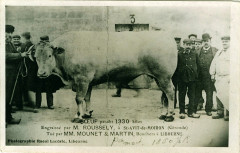 Saint-Avit-du-Moiron - Le boeuf -
													33 Gironde
												