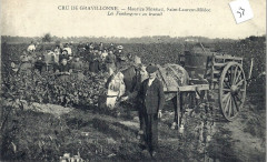 Saint-Laurent-Médoc - vendangeurs