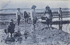 Arcachon - travail au parc aux huitres 10