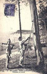 Arcachon - Forêt résinier 1