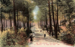 Arcachon - Forêt route de Pilat 1 -
													33 Gironde
												