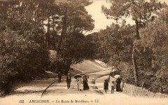 Arcachon - Forêt route de Moulleau 3 -
													33 Gironde
												