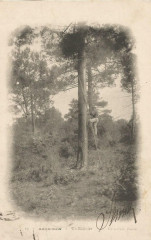 Arcachon - Forêt résinier 15 -
													33 Gironde
												