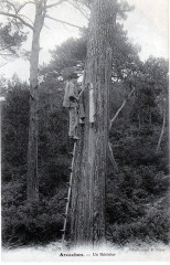 Arcachon - Forêt résinier 8