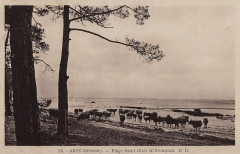Arès - plage 25