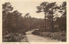 Biscarrosse (Landes) - route de la plage 2