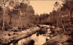 Pissos (Landes) - Bords de la Leyre 2