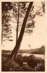 Uza (Landes) - vue sur l'étang 2