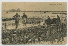 Carte postale ancienne 347  Cancalaises dans les parcs à huîtres
                                