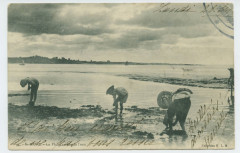 73. - Saint-Malo - La pêche au bas de l'eau.