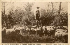 Landes - Echassier gardant son troupeau