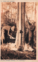 Landes - Gemmage 1