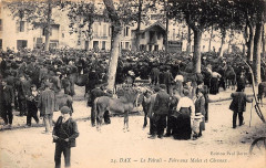 Dax (Landes) - Marché des mules et chevaux