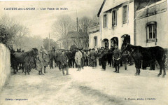 Castets (Landes) - Vente de mules