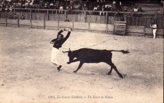 Dax (Landes) - Courses landaises 2