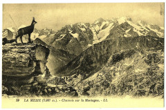 Hautes-Alpes Massif de la Meije chamois sur la Montagne