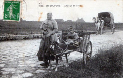 En Sologne Attelage De Chien (Gros Plan -
													45 Loiret
												