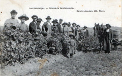 Les Vendanges Groupe De Vendangeurs (Gros Plan
