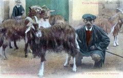 Types Pyreneens Le Chevrier et son Troupeau (Gros Plan