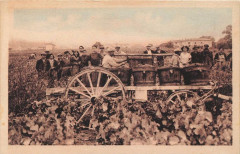 Les Vendanges Groupe De Vendangeurs