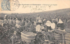 Les Vendanges En Champagne L'Epluchage A La Clayette (Gros Plan