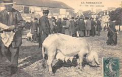 La Normandie Une Mere Cochonne (Gros Plan Superbe Cliche