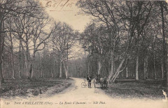 Foret D´HALATTE La Route D´AUMONT