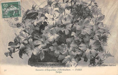 Paris Souvenirs D'Expositions Horticulture Tulipes -
																					75000 Paris
																			