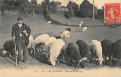 Les Pyrenees Moutons Au Paturage