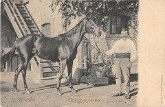 Les Pyrenees Elevage Pyreneen Jeune Pouliche Cheval