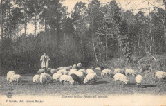 Echassier Landais Gardant Ses Moutons